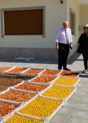 İl Tarım Müdürlüğü Sahada: Kayısı Hasadına Yakın Markaj