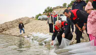 Malatya’da Balıklandırma Seferberliği: 6 İlçeye 1,3 Milyon Sazan Yavrusu Bırakıldı