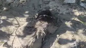 Malatya'da Betonun İçinden Sağ Çıkarıldı! Mahsur Kalan Köpek İçin Zamanla Yarış
