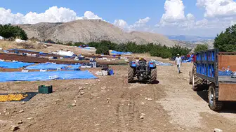 Hekimhan’da Selin Ardından Hasar Ortaya Çıktı: Yaklaşık 200 Ton Kayısı Zarar Gördü