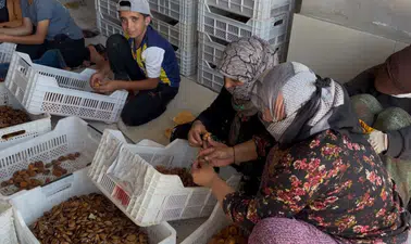 Malatya'da Kayısı Fiyatı Tartışması Büyüyor! Üreticiden Dikkat Çeken Çağrı