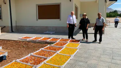 İl Tarım Müdürlüğü Sahada: Kayısı Hasadına Yakın Markaj