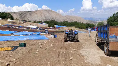 Hekimhan’da Selin Ardından Hasar Ortaya Çıktı: Yaklaşık 200 Ton Kayısı Zarar Gördü