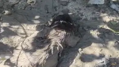 Malatya'da Betonun İçinden Sağ Çıkarıldı! Mahsur Kalan Köpek İçin Zamanla Yarış