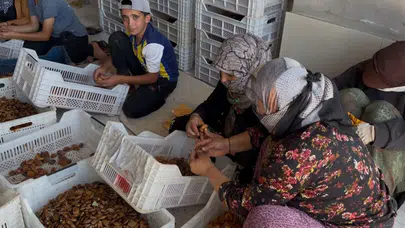 Malatya'da Kayısı Fiyatı Tartışması Büyüyor! Üreticiden Dikkat Çeken Çağrı