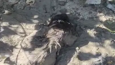 Malatya'da Betonun İçinden Sağ Çıkarıldı! Mahsur Kalan Köpek İçin Zamanla Yarış