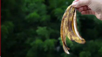 Kimyasallara Veda: Çöpe Atılan Muz Kabuğu Camları Işıl Işıl Yapıyor