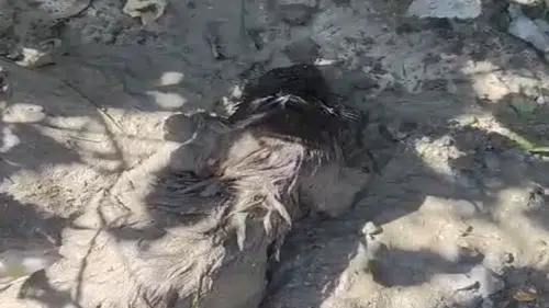 Malatya'da Betonun İçinden Sağ Çıkarıldı! Mahsur Kalan Köpek İçin Zamanla Yarış