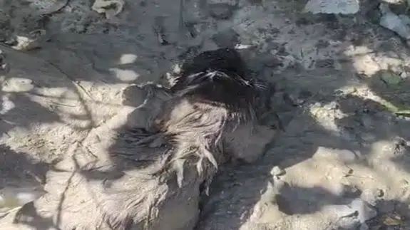 Malatya'da Betonun İçinden Sağ Çıkarıldı! Mahsur Kalan Köpek İçin Zamanla Yarış