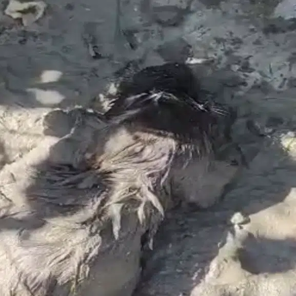 Malatya'da Betonun İçinden Sağ Çıkarıldı! Mahsur Kalan Köpek İçin Zamanla Yarış