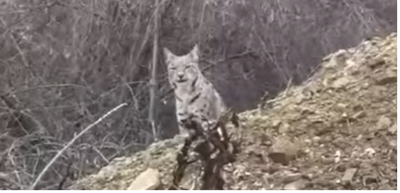 Malatya Kuluncak’ta vaşak görüntülendi (VİDEO)